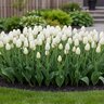 Tulipa Bulb Triumph Pays Bas Tulip