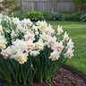 Narcissus Bulb Sweet and Fruity Mixture Daffodil