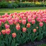 Tulipa Bulb Triumph Tom Pouce Tulip