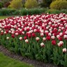 Tulipa Bulb Triumph Holiday Mixture Tulip