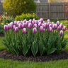 Tulipa Bulb Triumph Librije Tulip