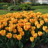 Tulipa Bulb Triumph Outbreak Tulip