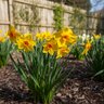 Narcissus Bulb Bunch Flowering Suzy Daffodil
