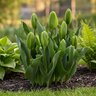 Tulipa Bulb Viridiflora Green Power Tulip