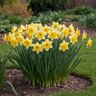 Narcissus Bulb Large Cup Camelot Daffodil