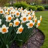 Narcissus Bulb Large Cup April Queen Daffodil