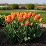 Tulipa Bulb Triumph Kees Nelis Tulip