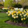 Narcissus Bulb Perennial Mixture Daffodil