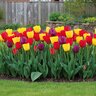 Tulipa Bulb Triumph Mondriaan Mixture Tulip