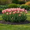 Tulipa Bulb Triumph Spryng Break Tulip