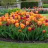Tulipa Bulb Triumph Blushing Purple Mixture Tulip