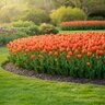 Tulipa Bulb Triumph Orange Cassini Tulip