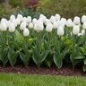 Tulipa Bulb Triumph White Flag Tulip