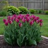 Tulipa Bulb Viridiflora Nightrider Tulip