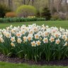 Narcissus Bulb Trumpet British Gamble Daffodil