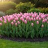 Tulipa Bulb Triumph Synaeda Amor Tulip
