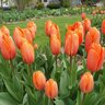 Tulipa Bulb Darwin Hybrid Orange Balloon Tulip