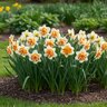 Narcissus Bulb Split Corona Orangery Daffodil
