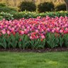 Tulipa Bulb Shake The Berries Mixture Tulip