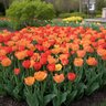 Tulipa Bulb It's All Day Dreams Mixture Tulip