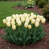 Tulipa Bulb Triumph Cheers Tulip
