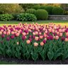 Tulipa Bulb Peaches and Purple Mixture Tulip