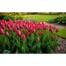 Tulipa Bulb Triumph Spryng Tulip