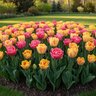 Tulipa Bulb Charms Mixture Tulip
