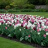Tulipa Bulb Rhapsody In Pink Mixture Tulip