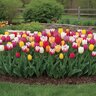 Tulipa Bulb Triumph Mixture Tulip