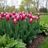 Tulipa Bulb Triumph Dutch Design Tulip