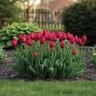 Tulipa Bulb Triumph The Cure Tulip