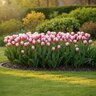 Tulipa Bulb Triumph Playgirl Tulip