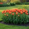 Tulipa Bulb Teletubby Tulip