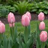 Tulipa Bulb Darwin Hybrid Mystic Van Eijk Tulip