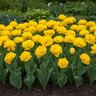 Tulipa Bulb Double Mid Yellow Pomponette Tulip