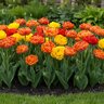 Tulipa Bulb Double Mid Spring Joy Mixture Tulip