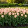 Tulipa Bulb Triumph Spryng Sunrise Tulip