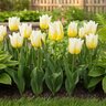 Tulipa Bulb Triumph Flaming Agrass Tulip