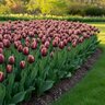 Tulipa Bulb Triumph Doberman Tulip