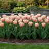 Tulipa Bulb Darwin Hybrid Apricot Pride Tulip