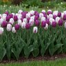 Tulipa Bulb Triumph Flaming Purple Mixture Tulip