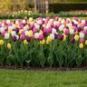 Tulipa Bulb Triumph Flag Mixture Tulip