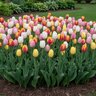Tulipa Bulb Triumph Easter Egg Mixture Tulip