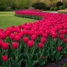 Tulipa Bulb Triumph Spryng Tide Tulip