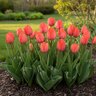 Tulipa Bulb Darwin Hybrid Orange Van Eijk Tulip