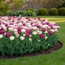 Tulipa Bulb Double Mid Romantic Mixture Tulip
