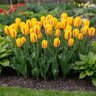 Tulipa Bulb Triumph Washington Tulip