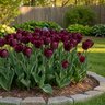 Tulipa Bulb Triumph Kansas Proud Tulip