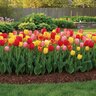 Tulipa Bulb Darwin Hybrid Tequila Sunrise Mixture Tulip
